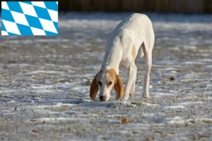 Scopri di più sull'articolo Allevatori e cuccioli di Porcelaine in Baviera