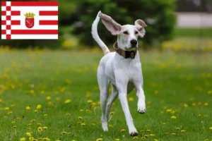 Scopri di più sull'articolo Allevatori e cuccioli di Porcelaine a Brema