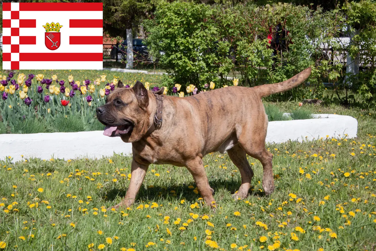 Scopri di più sull'articolo Allevatori di Presa Canario e cuccioli a Brema