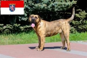 Scopri di più sull'articolo Allevatori di Presa Canario e cuccioli a Hessen