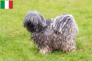 Scopri di più sull'articolo Allevatori di Puli e cuccioli in Italia