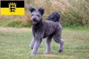 Scopri di più sull'articolo Allevatori di Pumi e cuccioli in Baden-Württemberg