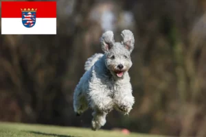 Scopri di più sull'articolo Allevatori di Pumi e cuccioli in Hessen