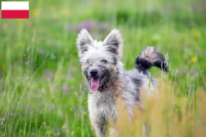 Scopri di più sull'articolo Allevatori di Pumi e cuccioli in Polonia