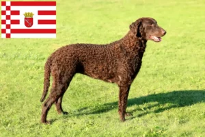 Scopri di più sull'articolo Allevatori di Curly Coated Retriever e cuccioli a Bremen