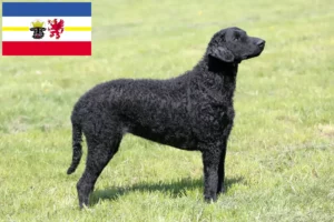 Scopri di più sull'articolo Allevatori di Curly Coated Retriever e cuccioli in Mecklenburg-Vorpommern