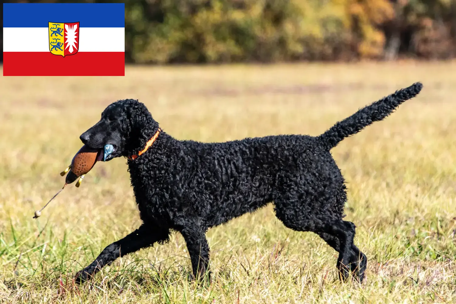 Scopri di più sull'articolo Allevatori di Curly Coated Retriever e cuccioli in Schleswig-Holstein