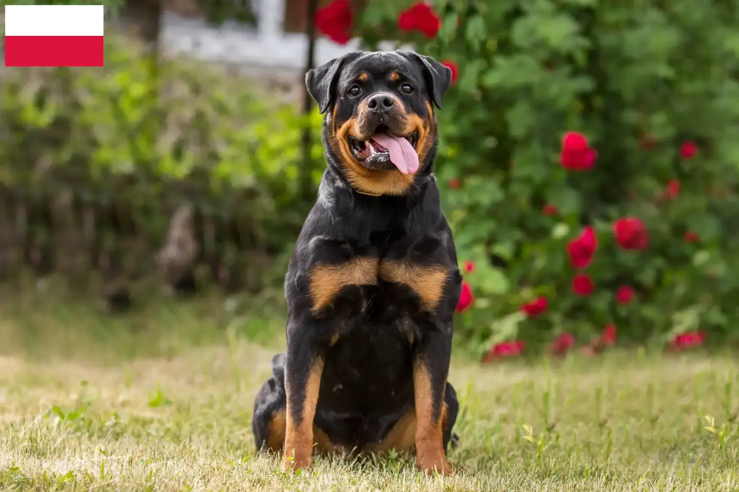 Cuccioli di Rottweiler e allevatori Polonia Trova qui gli allevatori di Rottweiler in Polonia.
