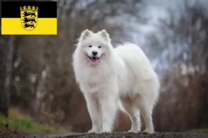 Scopri di più sull'articolo Allevatori di Samoiedo e cuccioli in Baden-Württemberg