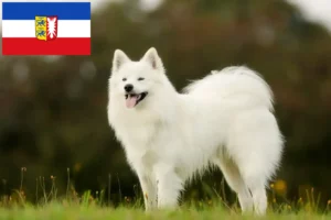 Scopri di più sull'articolo Allevatori di Samoiedo e cuccioli in Schleswig-Holstein