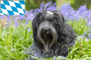 Scopri di più sull'articolo Allevatori di Schapendoes e cuccioli in Baviera