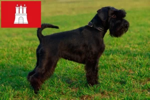 Scopri di più sull'articolo Allevatori di Schnauzer e cuccioli a Amburgo