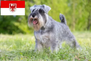 Scopri di più sull'articolo Allevatori di Schnauzer e cuccioli a Brandenburg