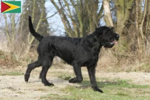 Scopri di più sull'articolo Allevatori di Schnauzer e cuccioli in Guyana