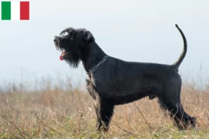 Scopri di più sull'articolo Allevatori di Schnauzer e cuccioli in Italia