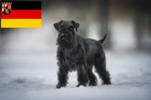 Scopri di più sull'articolo Allevatori e cuccioli di Schnauzer in Renania-Palatinato
