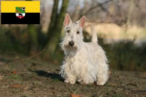 Scopri di più sull'articolo Allevatori di Scottish Terrier e cuccioli in Sassonia-Anhalt