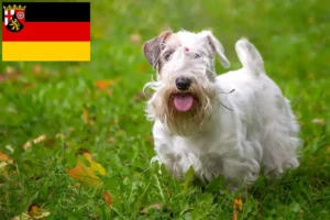 Scopri di più sull'articolo Allevatori di Sealyham Terrier e cuccioli in Renania-Palatinato