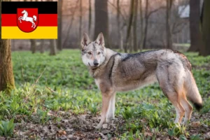 Scopri di più sull'articolo Allevatore di cani lupo cecoslovacchi e cuccioli in Bassa Sassonia