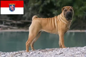 Scopri di più sull'articolo Allevatori di Shar-Pei e cuccioli a Hessen