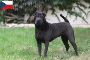 Scopri di più sull'articolo Allevatori di Shar-Pei e cuccioli nella Repubblica Ceca