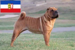 Scopri di più sull'articolo Allevatori di Shar-Pei e cuccioli in Schleswig-Holstein