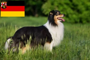 Scopri di più sull'articolo Allevatori e cuccioli di Sheltie in Renania-Palatinato