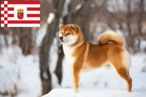 Scopri di più sull'articolo Allevatori di Shiba e cuccioli a Brema