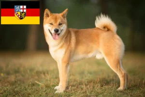 Scopri di più sull'articolo Allevatori di Shiba e cuccioli in Saarland