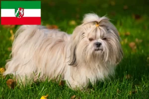 Scopri di più sull'articolo Allevatori di Shih Tzu e cuccioli in Nord Reno-Westfalia