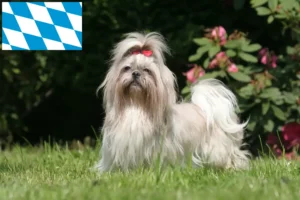 Scopri di più sull'articolo Allevatori di Shih Tzu e cuccioli in Baviera