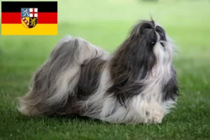 Scopri di più sull'articolo Allevatori di Shih Tzu e cuccioli in Saarland