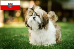 Scopri di più sull'articolo Allevatori di Shih Tzu e cuccioli in Turingia