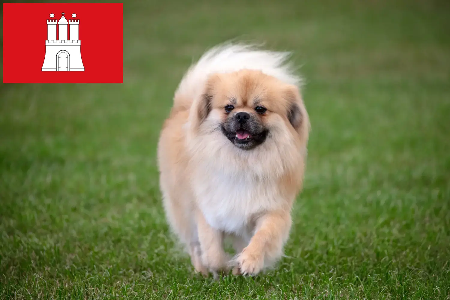 Scopri di più sull'articolo Allevatore di Spaniel Tibetano e cuccioli ad Amburgo