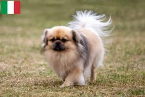 Scopri di più sull'articolo Allevatori di Tibetan Spaniel e cuccioli in Italia