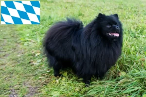 Scopri di più sull'articolo Allevatori di Spitz e cuccioli in Baviera