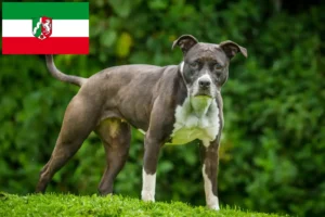 Scopri di più sull'articolo Allevatori di Staffordshire Bull Terrier e cuccioli in Nord Reno-Westfalia