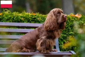 Scopri di più sull'articolo Allevatori di Sussex Spaniel e cuccioli in Polonia