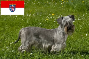 Scopri di più sull'articolo Allevatori e cuccioli di Terrier ceco in Assia