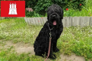 Scopri di più sull'articolo Allevatore di Terrier Nero Russo e cuccioli ad Amburgo