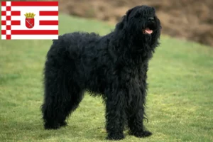 Scopri di più sull'articolo Allevatore di Terrier Nero Russo e cuccioli a Brema