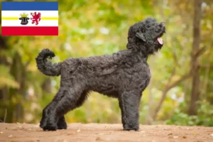 Scopri di più sull'articolo Allevatore di Terrier Nero Russo e Cuccioli in Meclemburgo-Pomerania Anteriore