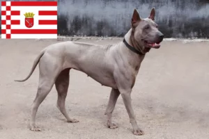 Scopri di più sull'articolo Allevatore di Thai Ridgeback e cuccioli a Brema