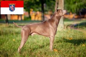 Scopri di più sull'articolo Allevatori di Thai Ridgeback e cuccioli a Hessen