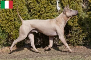 Scopri di più sull'articolo Allevatori di Thai Ridgeback e cuccioli in Italia