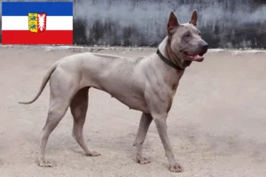 Scopri di più sull'articolo Allevatori di Thai Ridgeback e cuccioli in Schleswig-Holstein