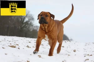 Scopri di più sull'articolo Allevatori di Tosa e cuccioli in Baden-Württemberg
