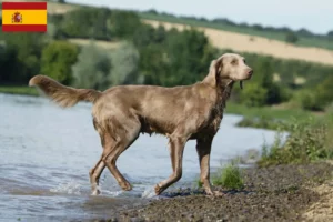 Scopri di più sull'articolo Allevatori di Weimaraner e cuccioli in Spagna