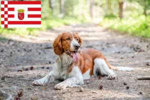 Scopri di più sull'articolo Allevatori di Welsh Springer Spaniel e cuccioli a Brema