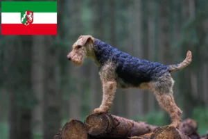 Scopri di più sull'articolo Allevatori e cuccioli di Welsh Terrier in Nord Reno-Westfalia